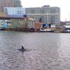 Dolphin Spotted In Newtown Creek